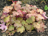 urawka Heuchera x villosa 'Kassandra'